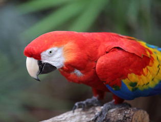 Scarlet Red Macaw on a trunk