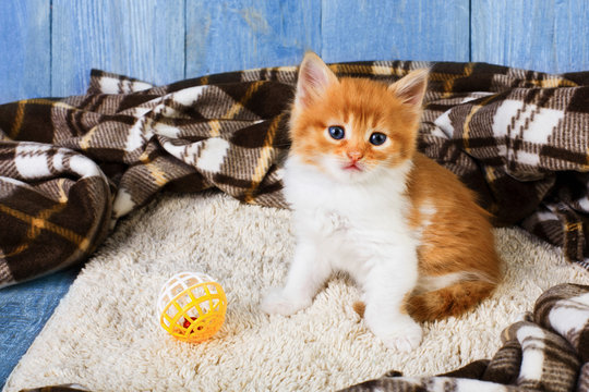 Red orange kitten at blue wood
