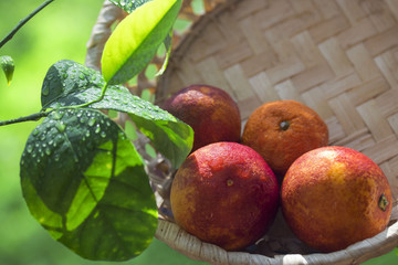 Torn red mandarins in the early morning