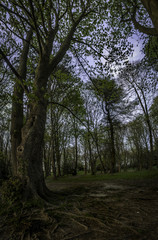 Woodland