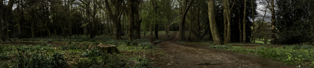 woodland