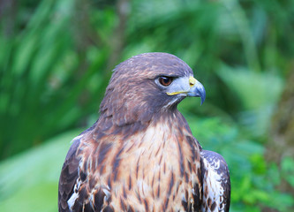 Hawk. head close up