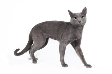 Russian blue cat on a white background