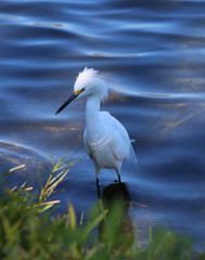 White egret heron on the shore of a river