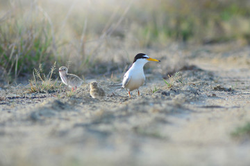 Little tern Sternula albifrons with Two baby birds in the midow