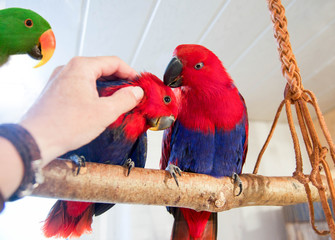 Edelpapagei Familie mit kraulender Hand
