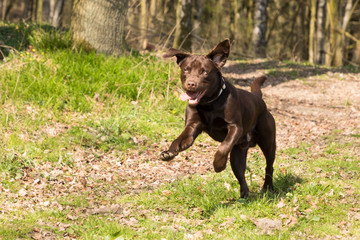 Labrador running in a forest