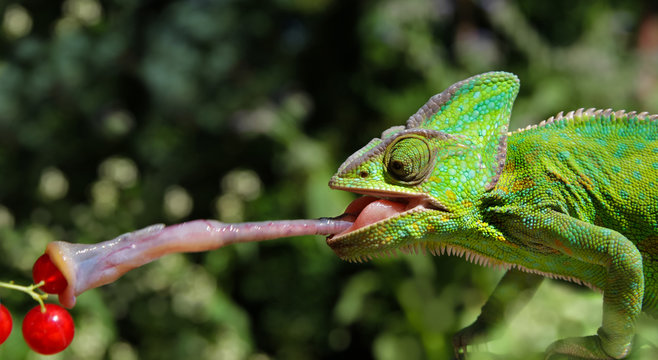 Weibliches Jemencham&auml;leon - Chamaeleo Calyptratus - fasst Beute mit Zunge