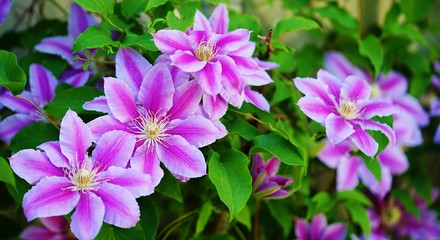Pink and purple single clematis flower on the vine