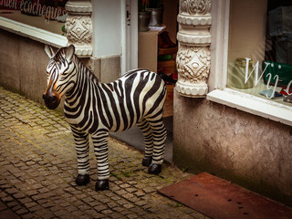 The Lonely Zebra