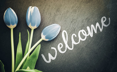 welcome greeting card top view of pastel blue tulips on dark gray slate blackboard background