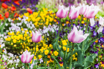 Colorful decorative flowers, flowerbed