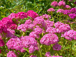 Pink carnation flowerbed