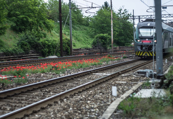 Obraz premium Red poppies bloom on railroad tracks in summer