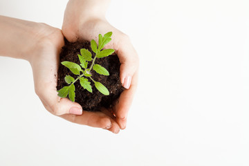 Woman holding plant seedling in cupped hands. Copy space.