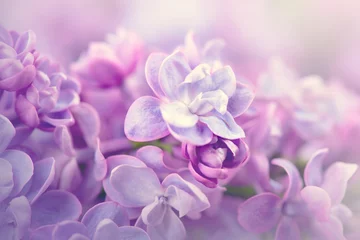 Foto op Aluminium Lila bloemen bos violet kunst ontwerp achtergrond © Subbotina Anna