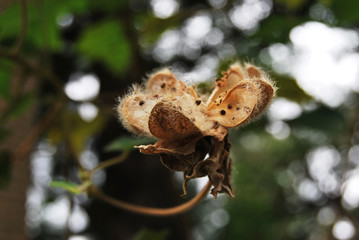 Capsule of Hibiscus