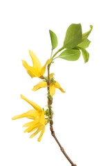 Forsythia flowers and leaves