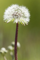 Taraxacum officinale commonly known as dandelion.