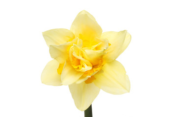 Naklejka na ściany i meble Frilly Daffodil flower