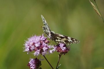Schmetterling, Butterfly, Papillon, Dost, rosa Blume