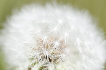 Taraxacum officinale commonly known as dandelion.