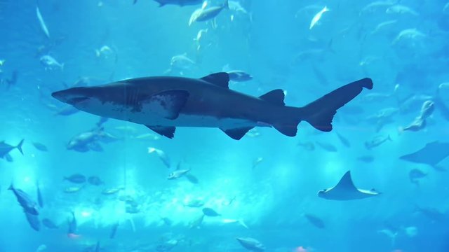 Shark in aquarium in Dubai Mall
