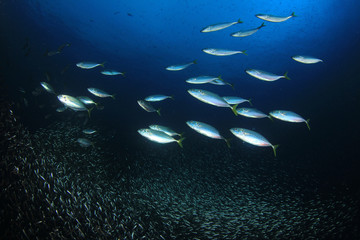 Fototapeta premium Tuna fish in ocean