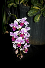 Naklejka na ściany i meble Beautiful Orchid Show Flower