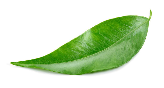 Citrus leaf isolated on white background. Full depth of field.