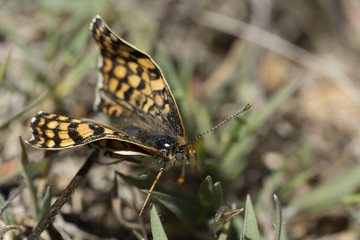 Butterfly with problems in the wings.
