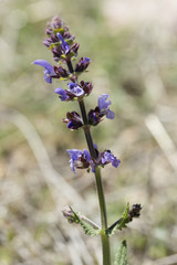 Perennial plant Ajuga reptans L.