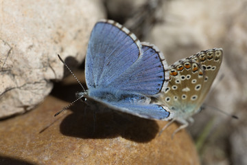 Obraz premium Couple of Common blue butterflies copulating in spring.