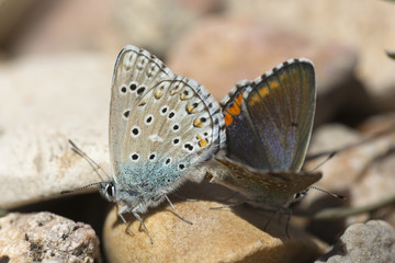Couple of Common blue butterflies copulating in spring.