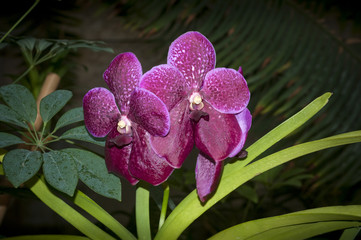 Beautiful Orchid Show Flower