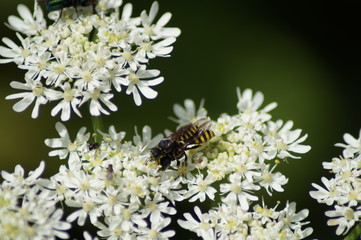 Wespen, wilde Möhre, weisse Blüten, Paarung