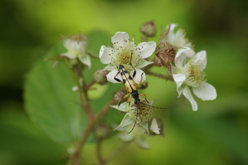 Käfer, Brombeerblüte