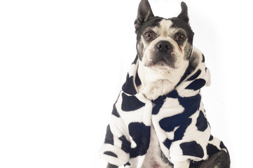 Boston terrier in front of a white backdrop