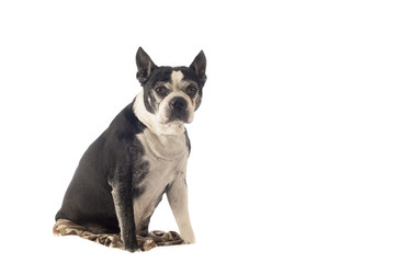Boston terrier in front of a white backdrop