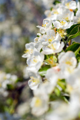 Blossoming apple-tree in the spring against the blue sky