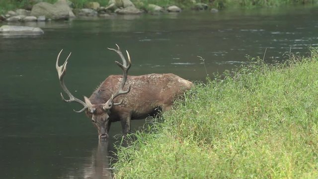 Cervo si abbevera nel fiume