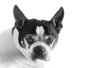 Fototapeta premium Boston terrier in front of a white backdrop