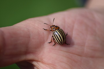Potato bug on hand