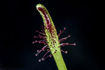 carnivorous plant. sundew