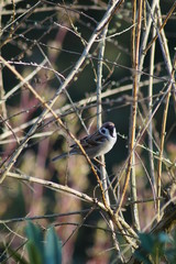 Spatz