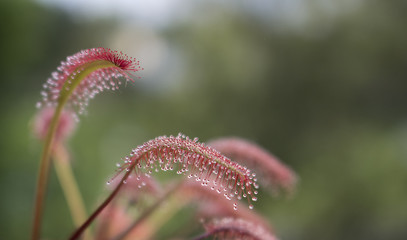 carnivorous plant. sundew