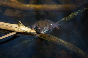 frog on branch in water
