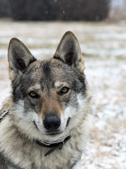 Czechoslovakian Wolfdog