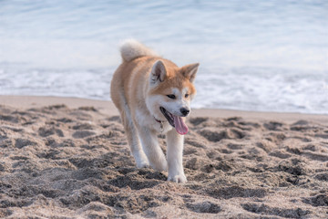 Japanese Akita Inu Dog