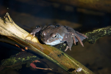 frog on branch in water
